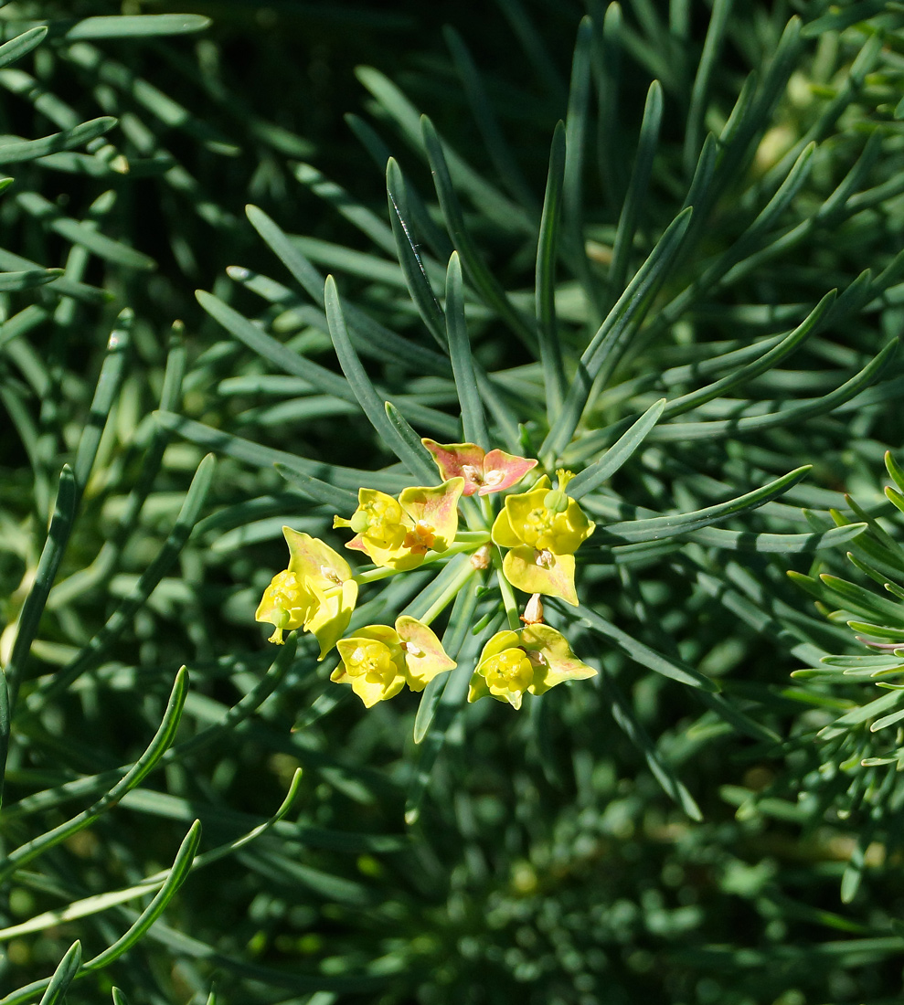 Изображение особи Euphorbia cyparissias.