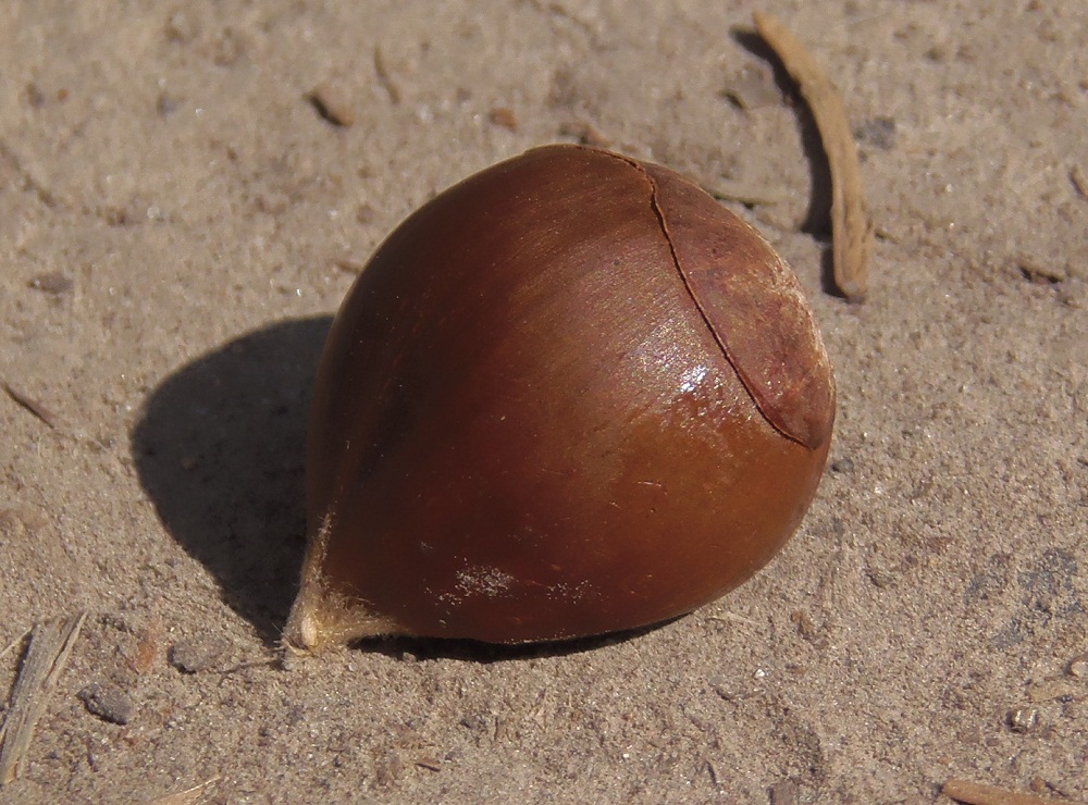 Image of Castanea sativa specimen.