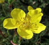 Dasiphora fruticosa. Цветок. Республика Тува, Монгун-Тайгинский кожуун, горный массив Монгун-Тайга, водораздел рек Холаш и Булуктуг-Кара-Су. 20.07.2016.
