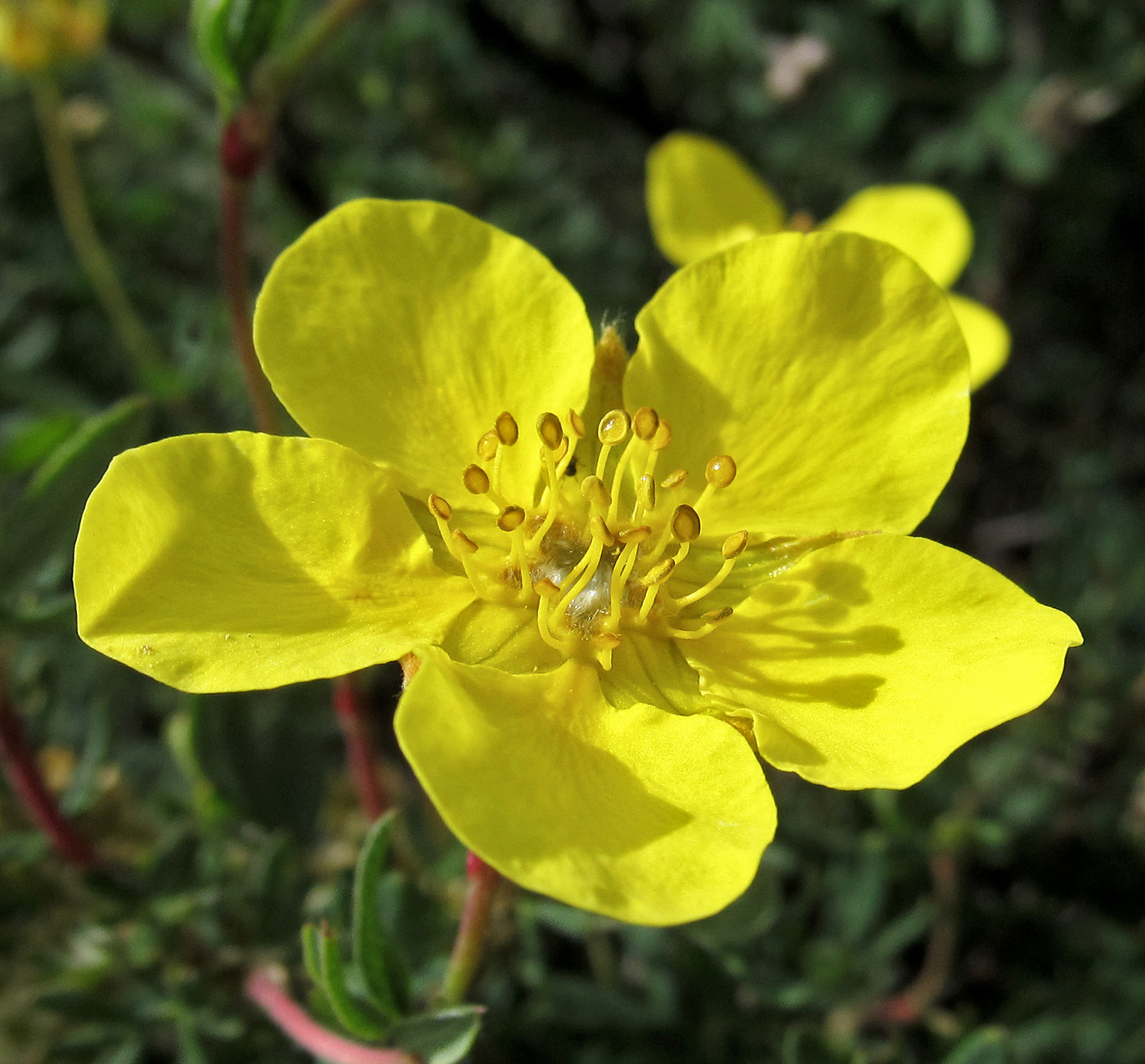 Image of Dasiphora fruticosa specimen.