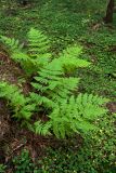 Dryopteris expansa. Взрослые растения. Ленинградская обл., Кингисеппский р-н, окр. пос. Новое Гарколово, побережье Финского залива, ельник кислично-мертвопокровный. 28.08.2016.