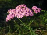 Achillea asiatica