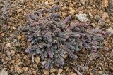 Sedum reflexum. Вегетирующее растение. Ростовская обл., Аксайский р-н, окр. хут. Александровка, известняковый склон южной экспозиции надпойменной террасы. 08.03.2017.