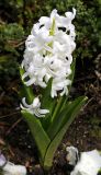 Hyacinthus orientalis