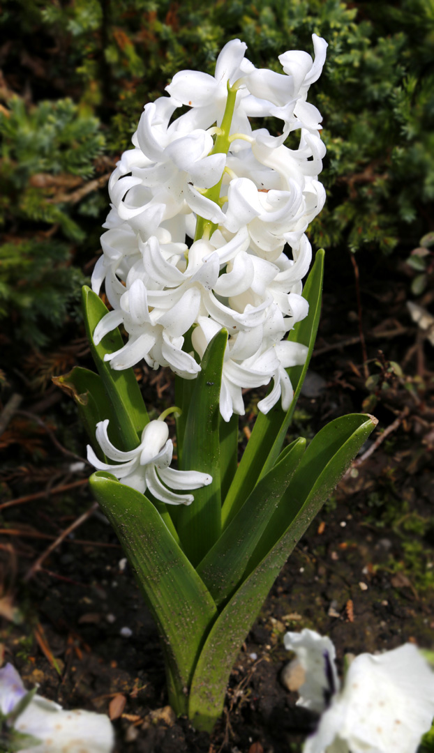 Image of Hyacinthus orientalis specimen.
