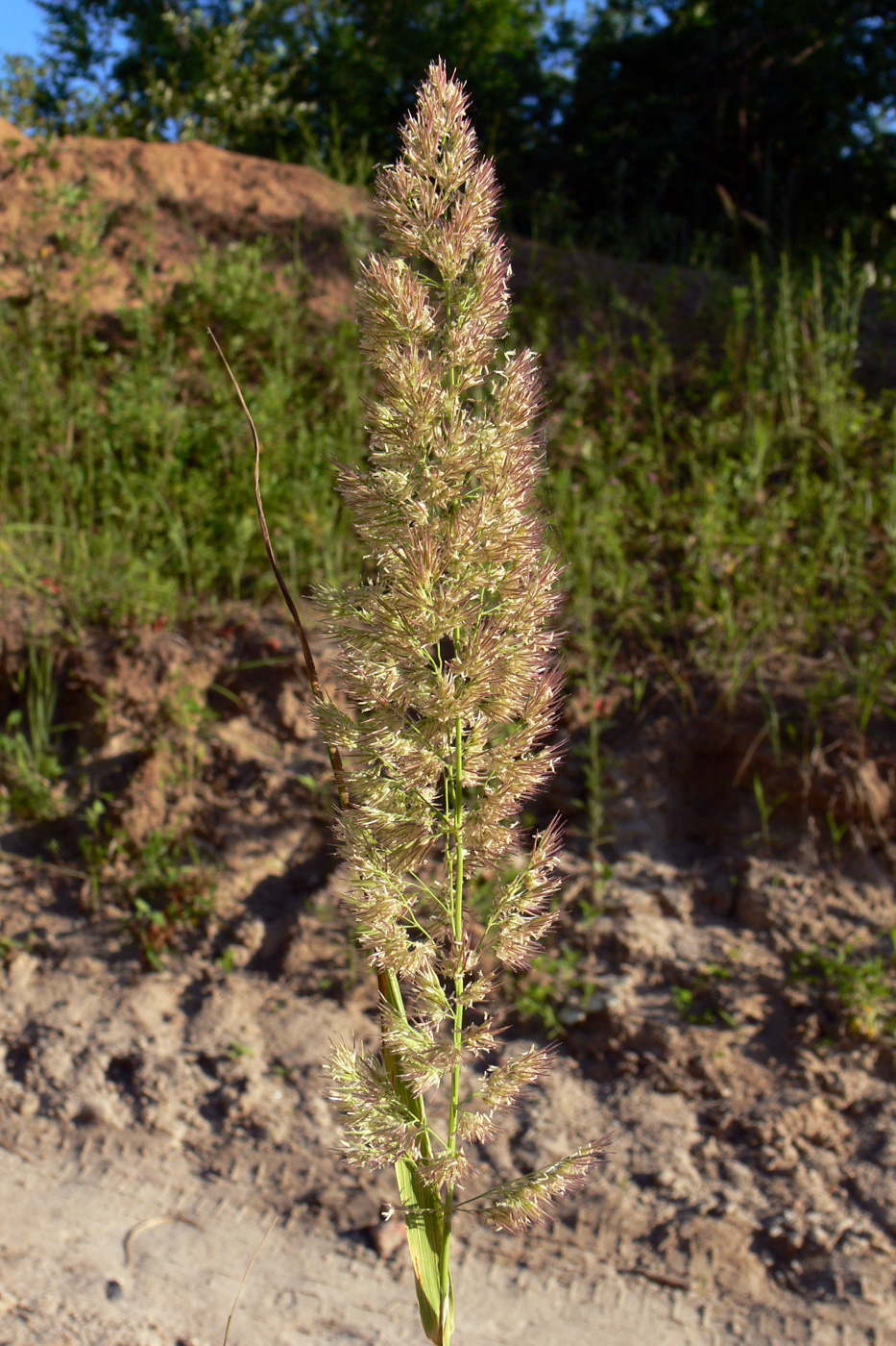 Image of genus Calamagrostis specimen.