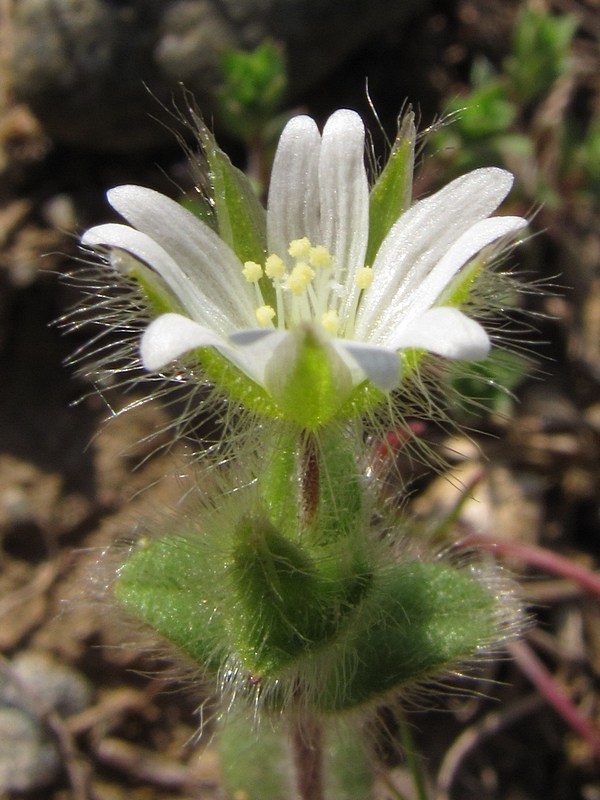 Изображение особи Cerastium brachypetalum ssp. tauricum.