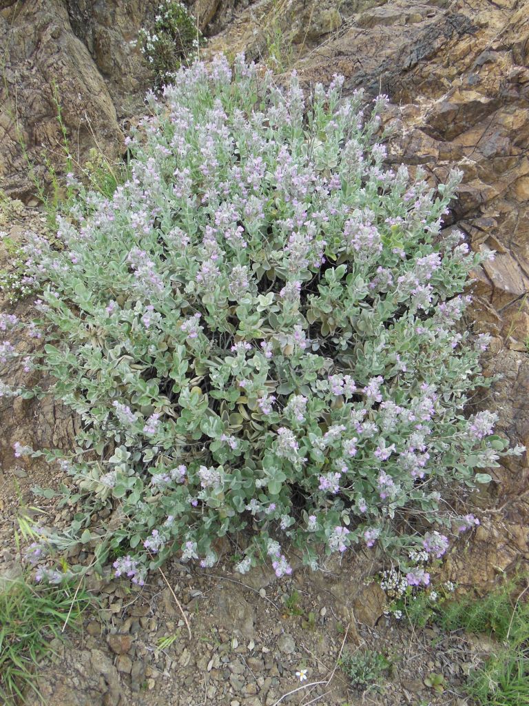 Image of Stachys inflata specimen.