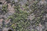 Phaeophyscia nigricans. Влажные слоевища на бетоне. Кировская обл., г. Кирово-Чепецк, лесопарк. 17.05.2017.