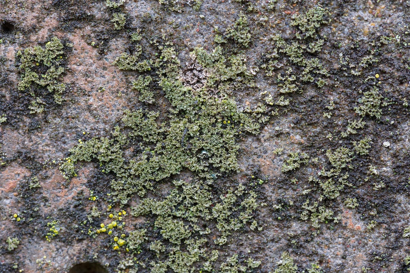Image of Phaeophyscia nigricans specimen.