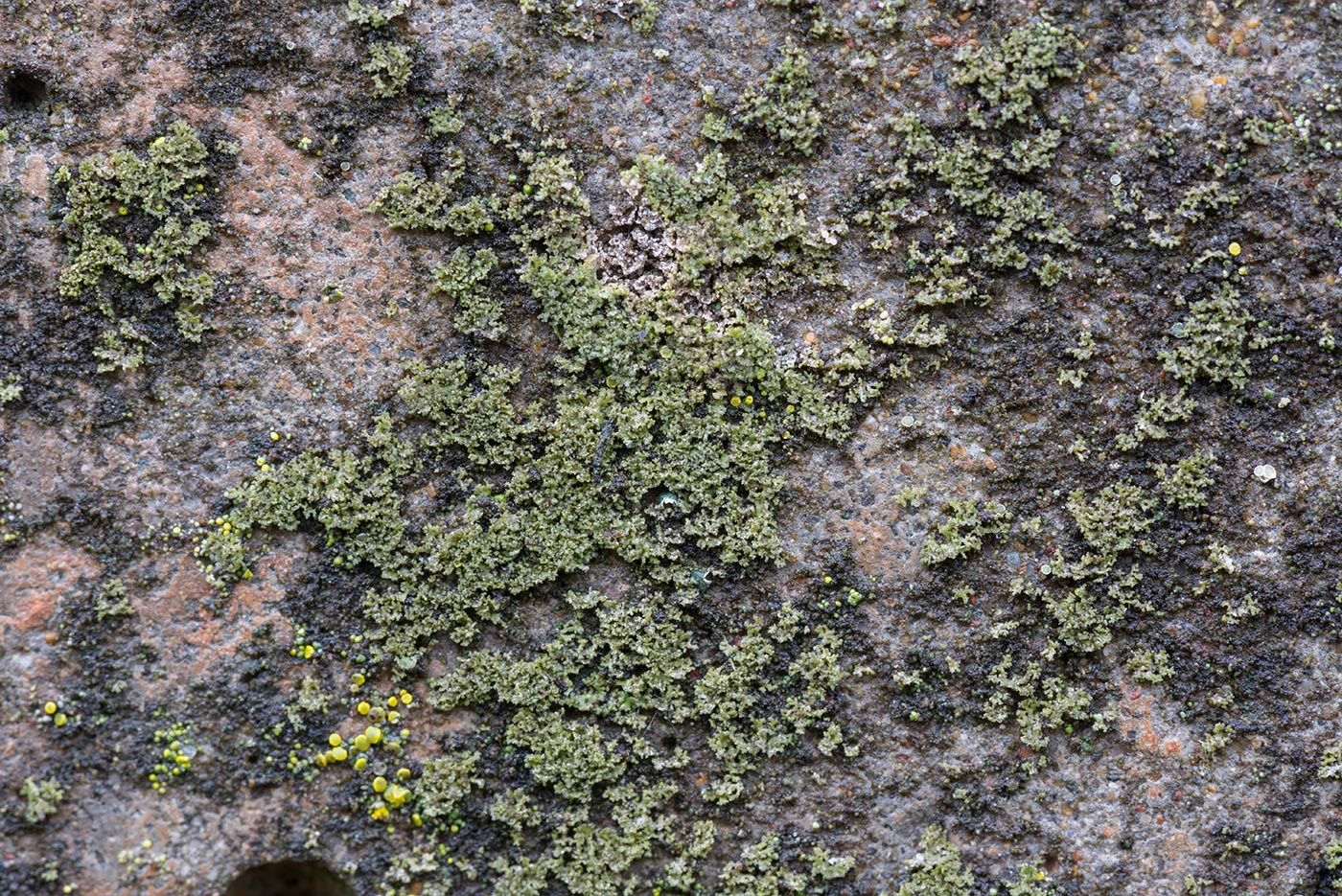 Изображение особи Phaeophyscia nigricans.