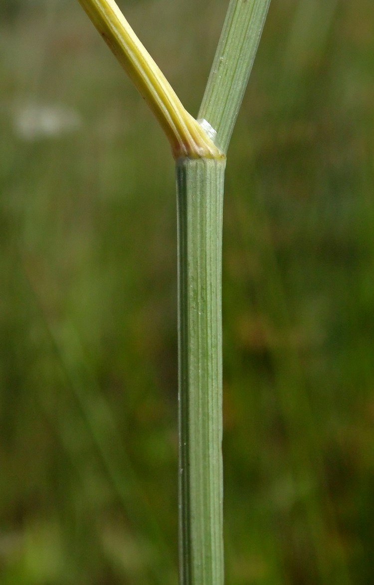 Image of Oenanthe silaifolia specimen.