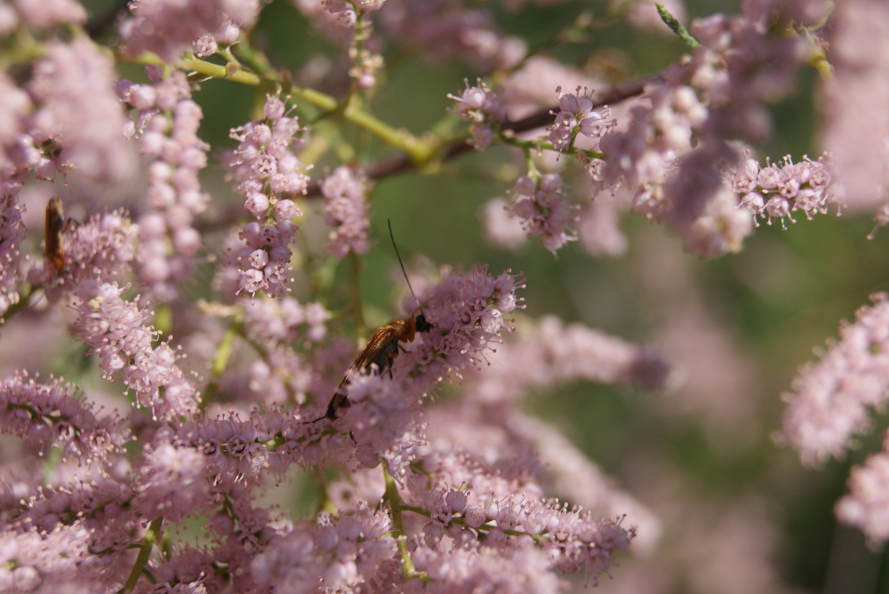 Image of Tamarix ramosissima specimen.