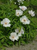 Paeonia ostii