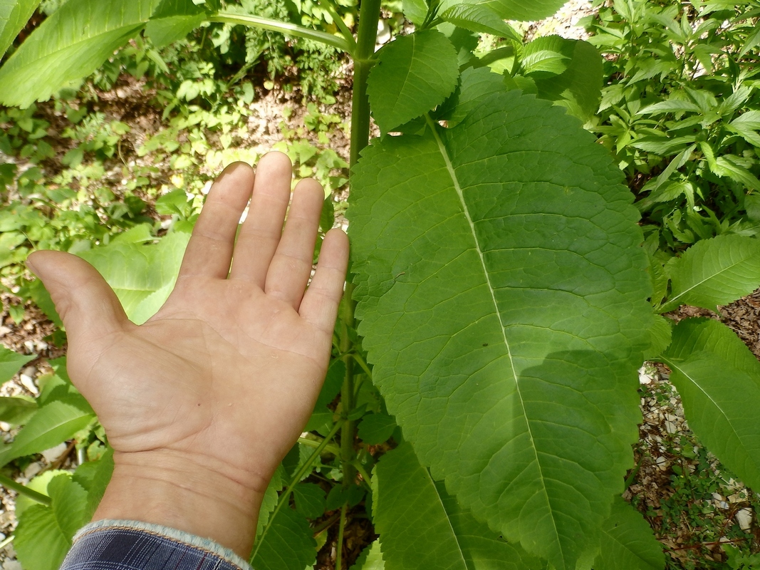 Image of Dipsacus pilosus specimen.