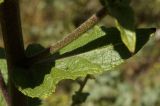 Verbascum banaticum