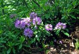 Rhododendron ponticum. Цветущее растение. Адыгея, Фишт-Оштеновский массив, перевал Белореченский, ≈ 1800 м н.у.м., буковый лес. 07.07.2017.