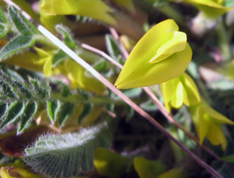 Изображение особи Astragalus macronyx.