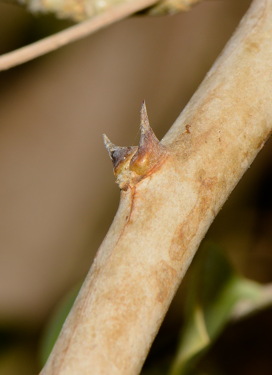 Изображение особи Pereskia aculeata.