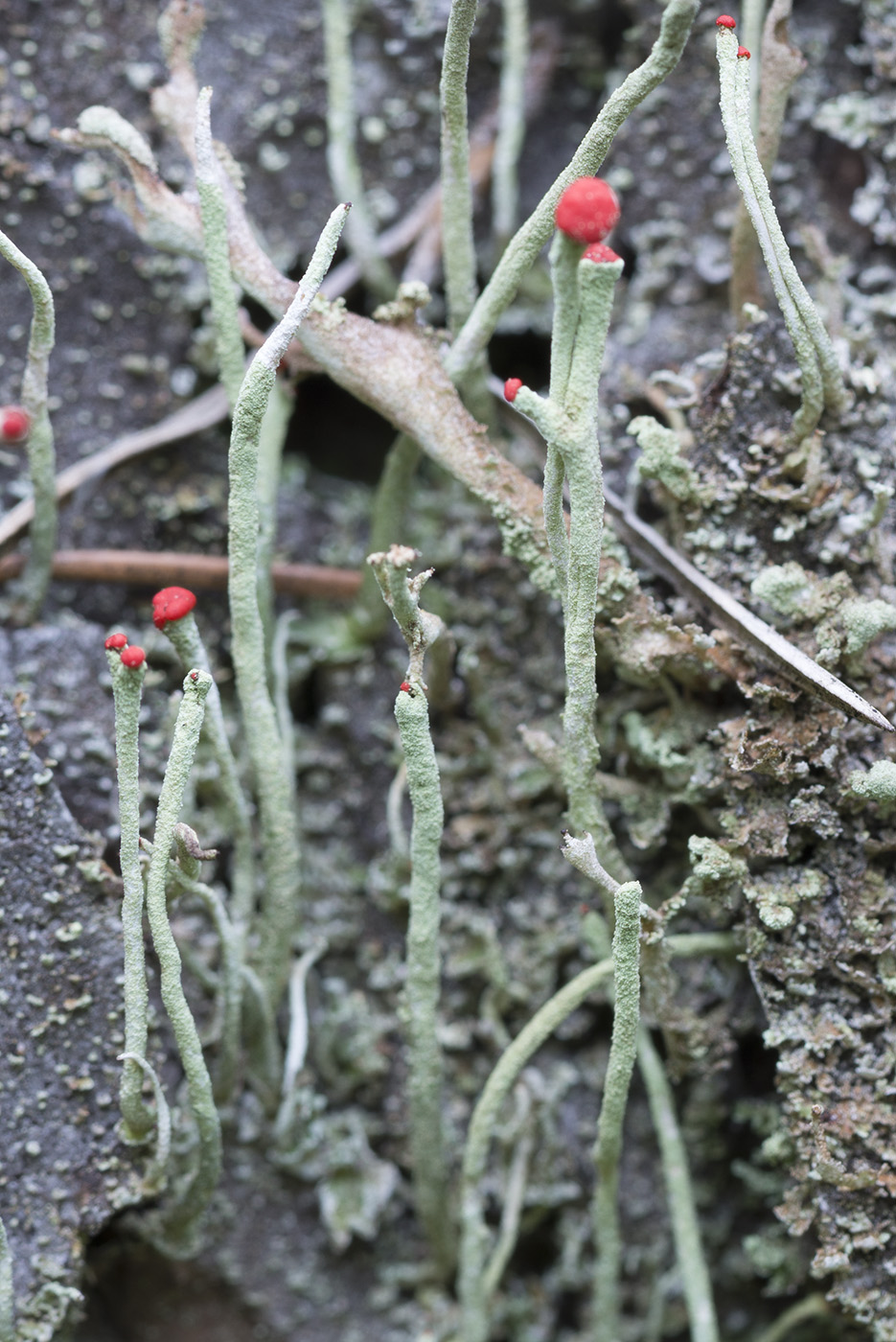 Image of Cladonia macilenta specimen.