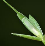 Elymus ciliaris