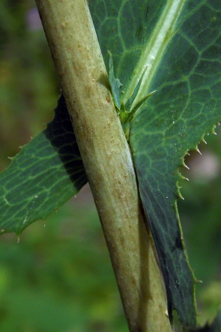 Изображение особи Lactuca serriola.