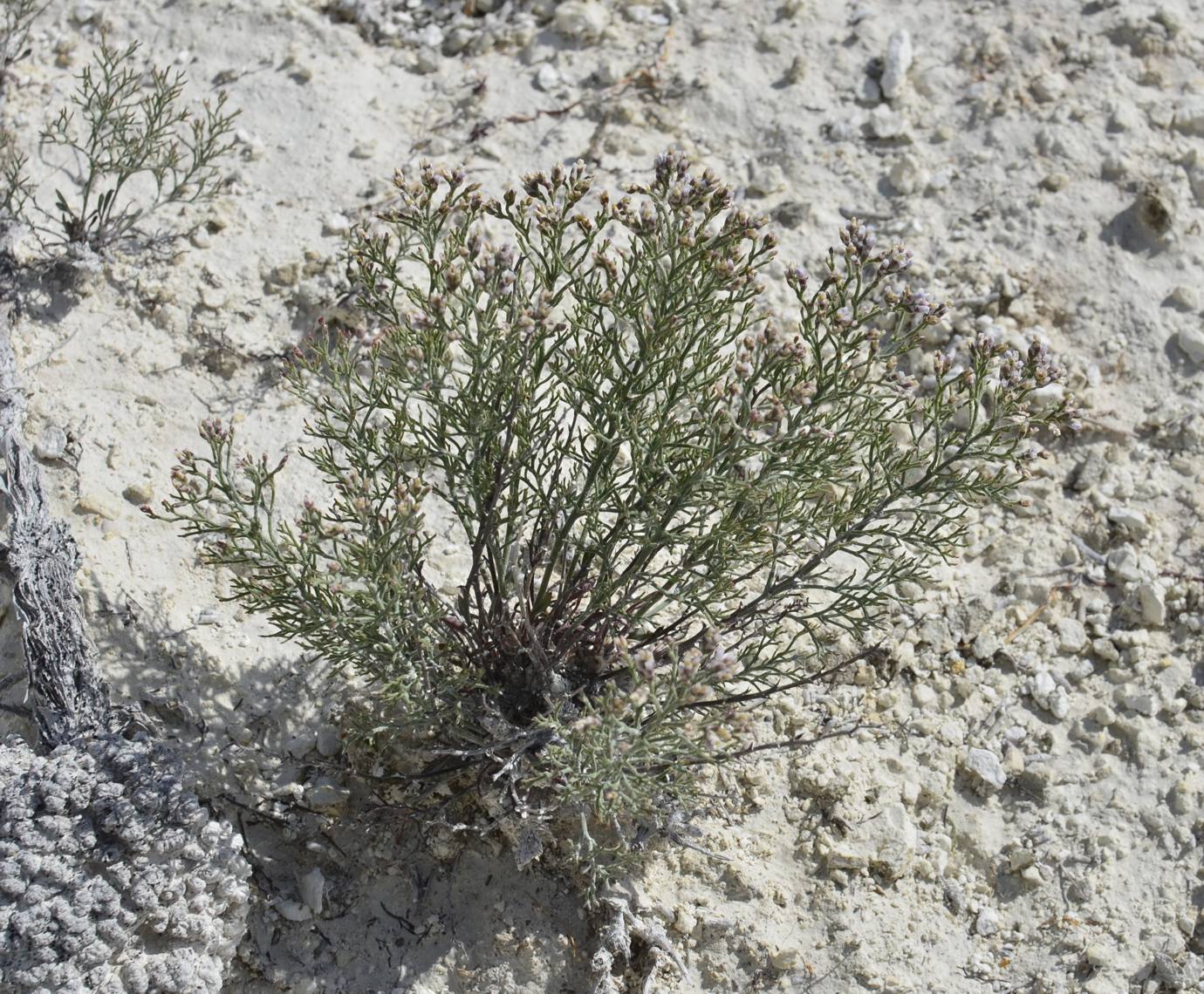 Изображение особи Limonium cretaceum.