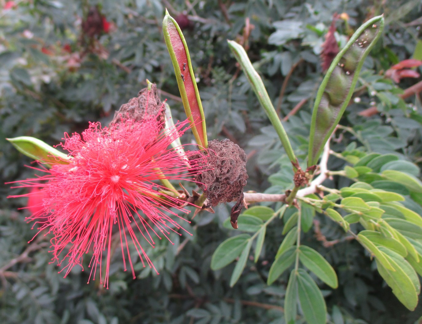 Изображение особи Calliandra haematocephala.