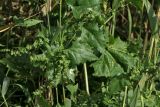 Atriplex calotheca