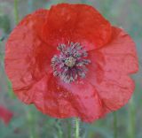 Смотреть изображение Papaver rhoeas