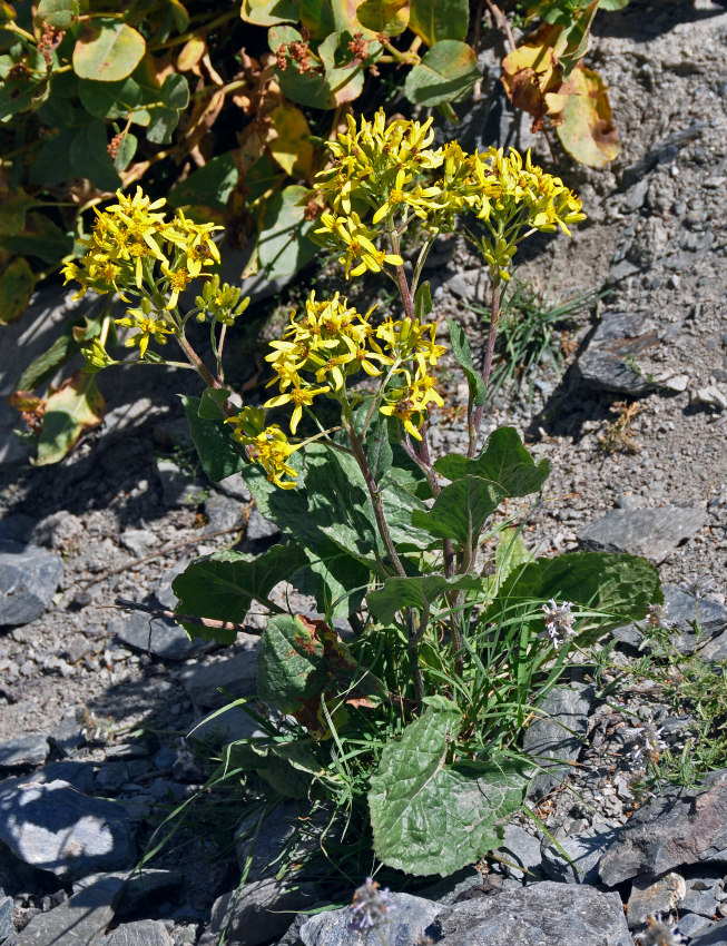 Изображение особи Ligularia thomsonii.