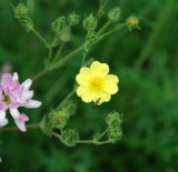 Potentilla obscura