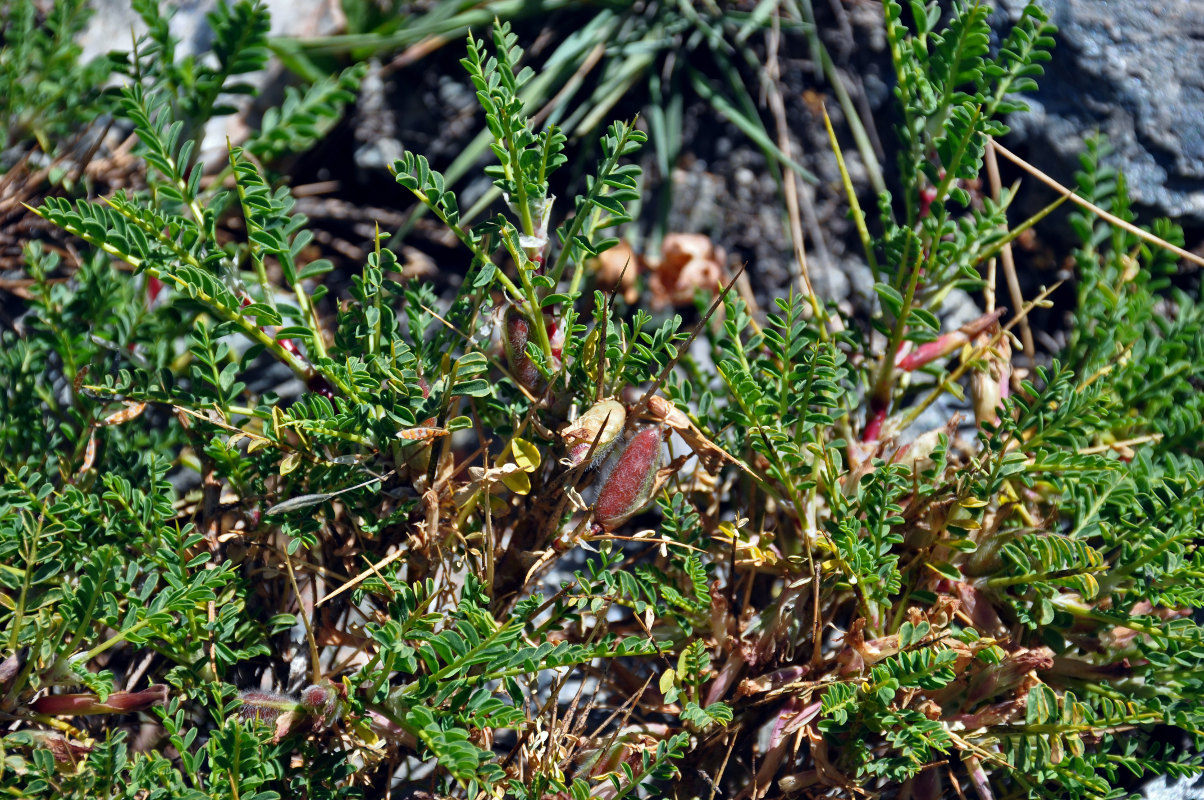 Изображение особи род Astragalus.