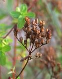 Hypericum tetrapterum