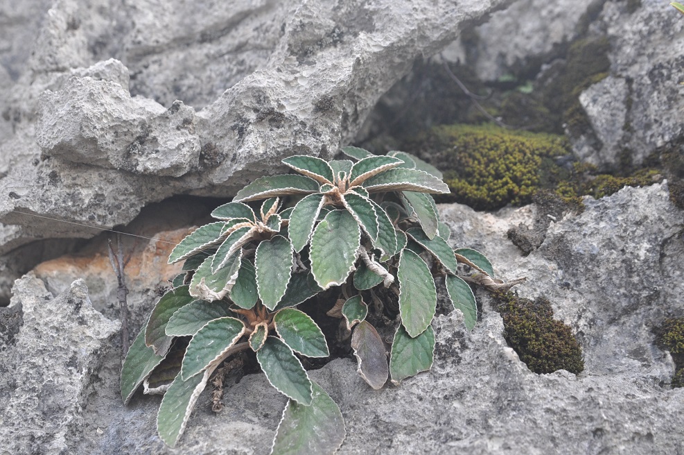 Image of Paraboea rufescens specimen.