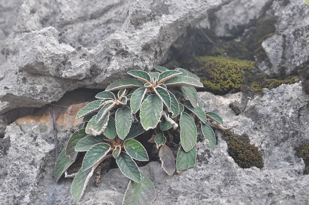 Изображение особи Paraboea rufescens.