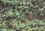 род Rhododendron. Ветви с цветком. Китай, провинция Юньнань, окр. г. Дали, восточный склон горы Цаншань (Cangshan Mountain 苍山); выс. 3750 м н.у.м. 24 октября 2016 г.