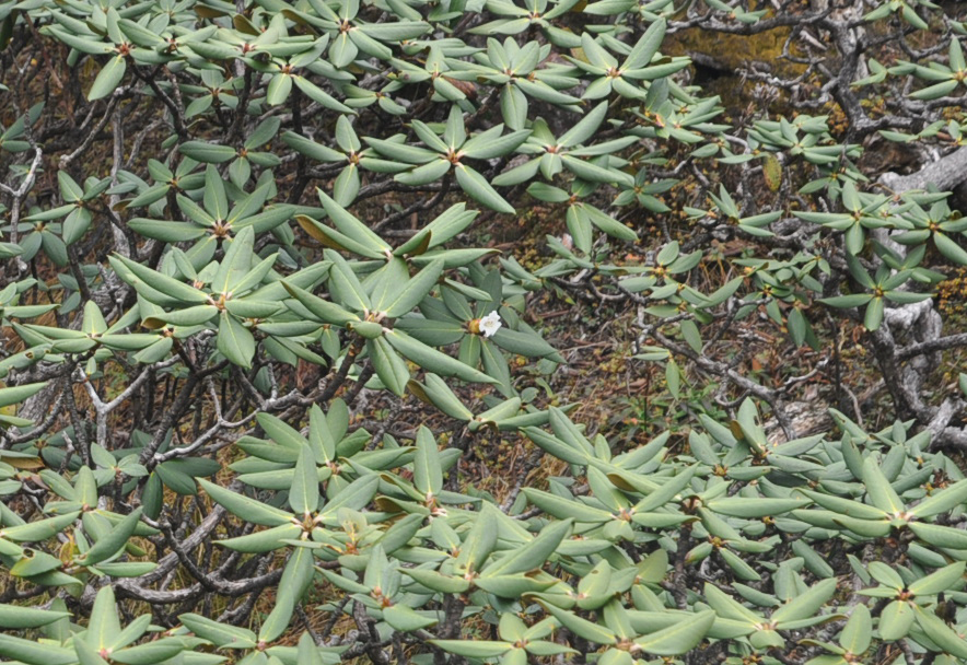 Изображение особи род Rhododendron.