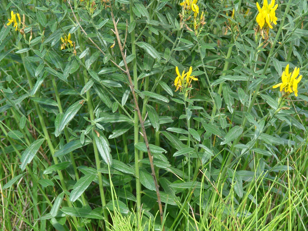 Image of Genista tinctoria specimen.