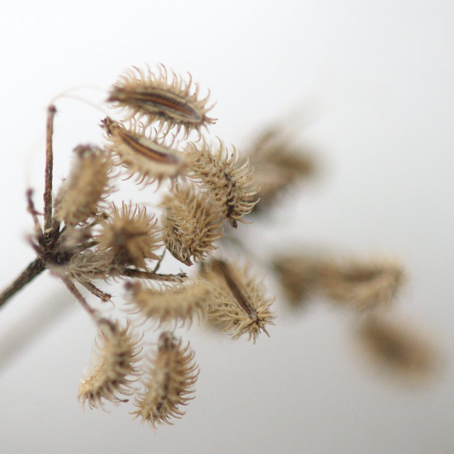 Image of Torilis japonica specimen.