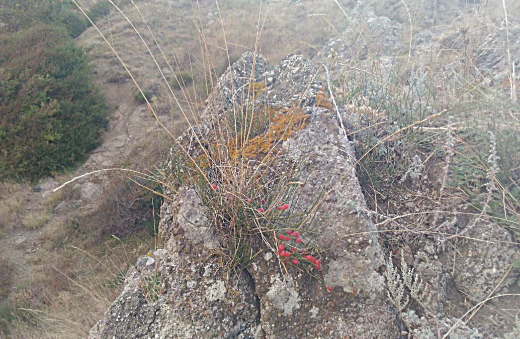 Image of Ephedra distachya specimen.