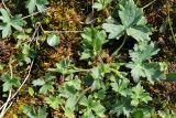 genus Ranunculus