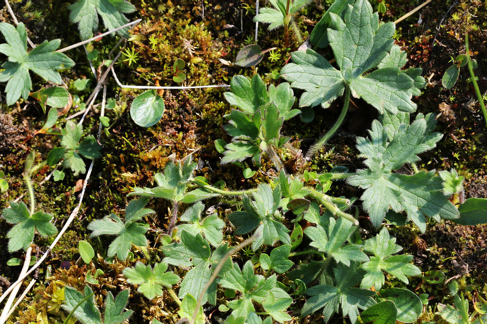Image of genus Ranunculus specimen.
