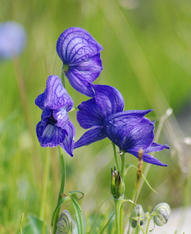 Изображение особи Aconitum delphiniifolium.