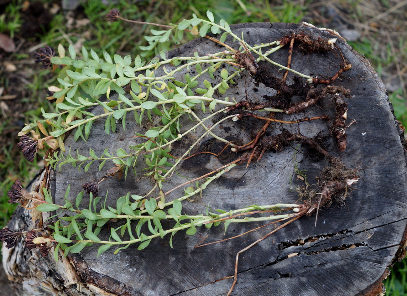 Изображение особи Rhodiola integrifolia.