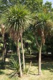 Cordyline australis