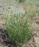 Agropyron desertorum. Цветущее растение. Волгоградская обл., оз. Эльтон. 21.05.2007.