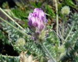 Oxytropis turczaninovii