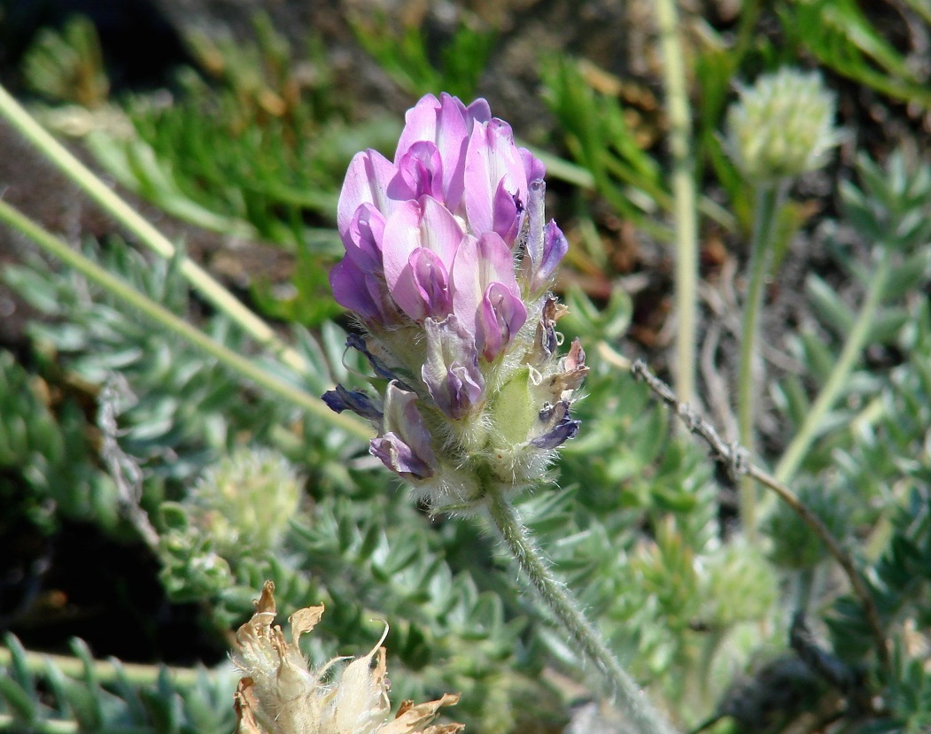 Изображение особи Oxytropis turczaninovii.