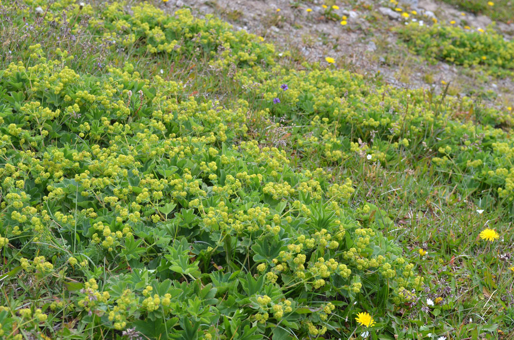 Изображение особи род Alchemilla.